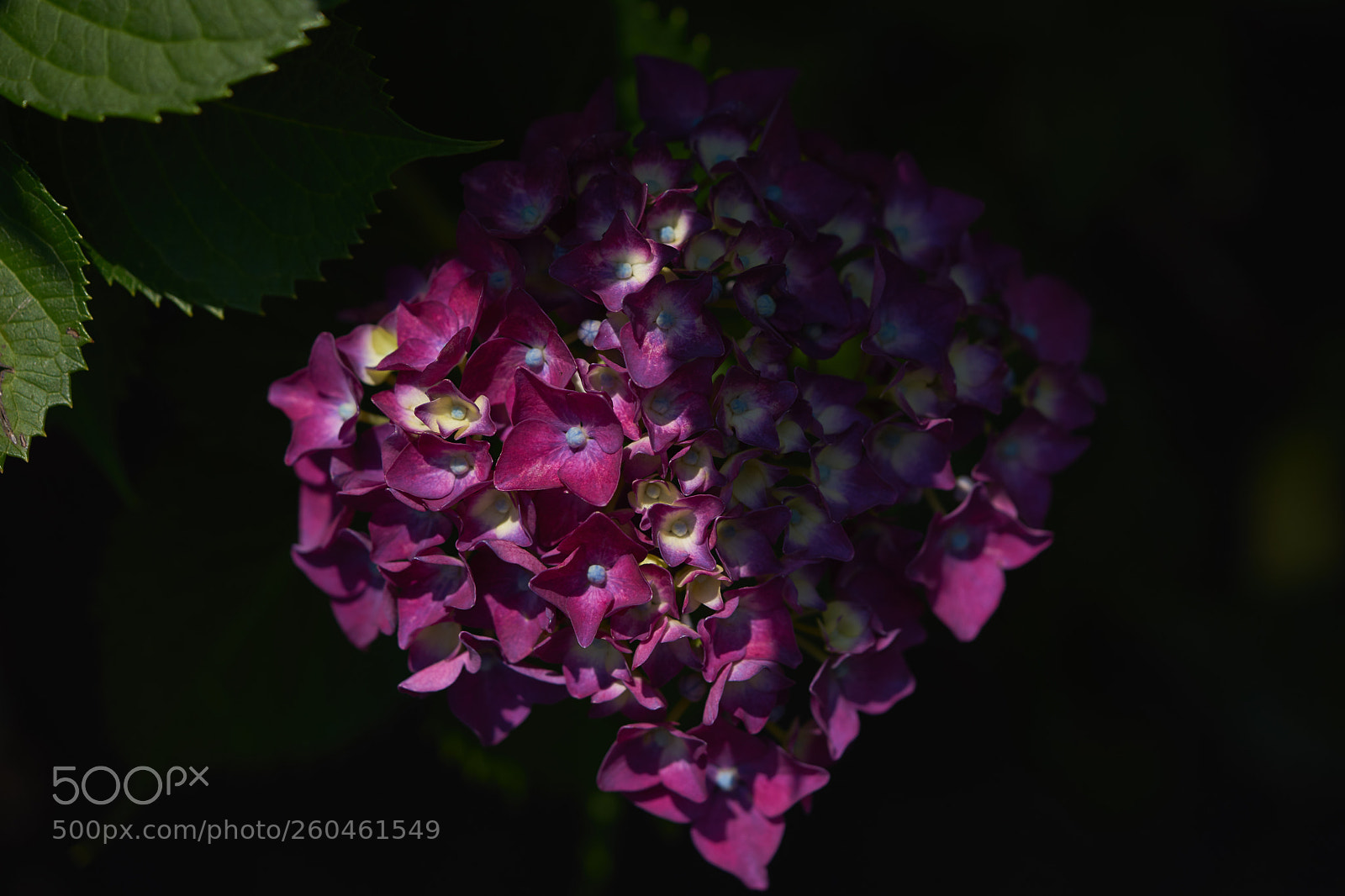 Sony a7 sample photo. Flowers 6708 photography