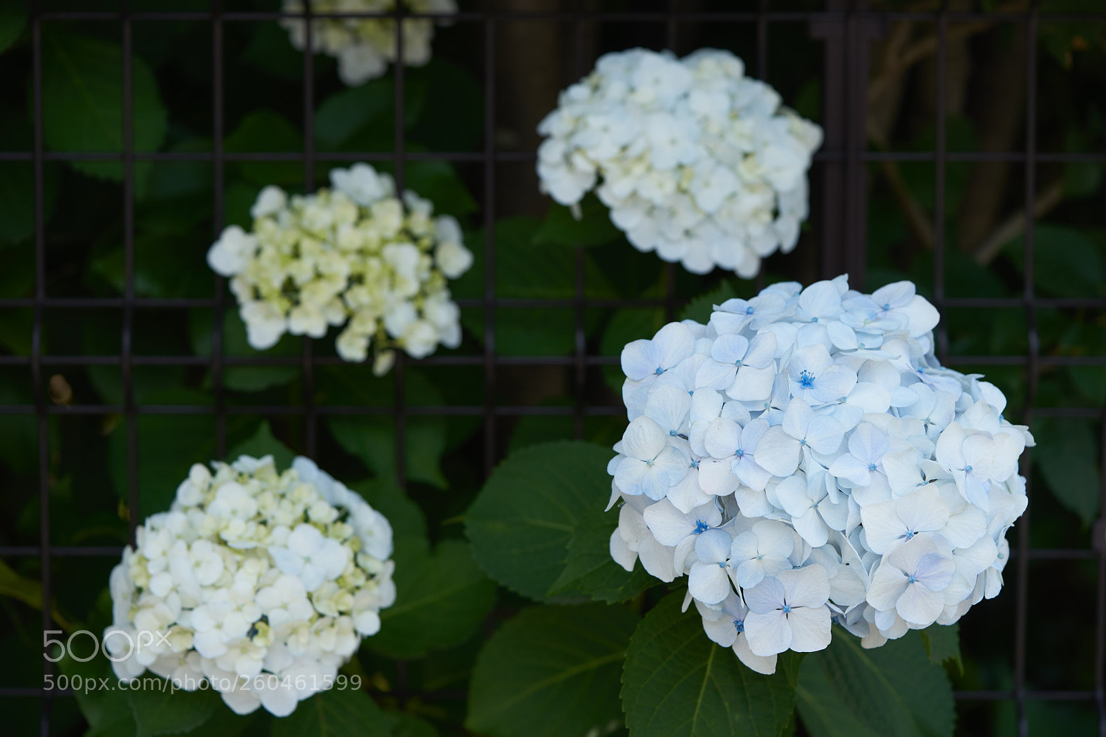 Sony a7 sample photo. Flowers 6709 photography