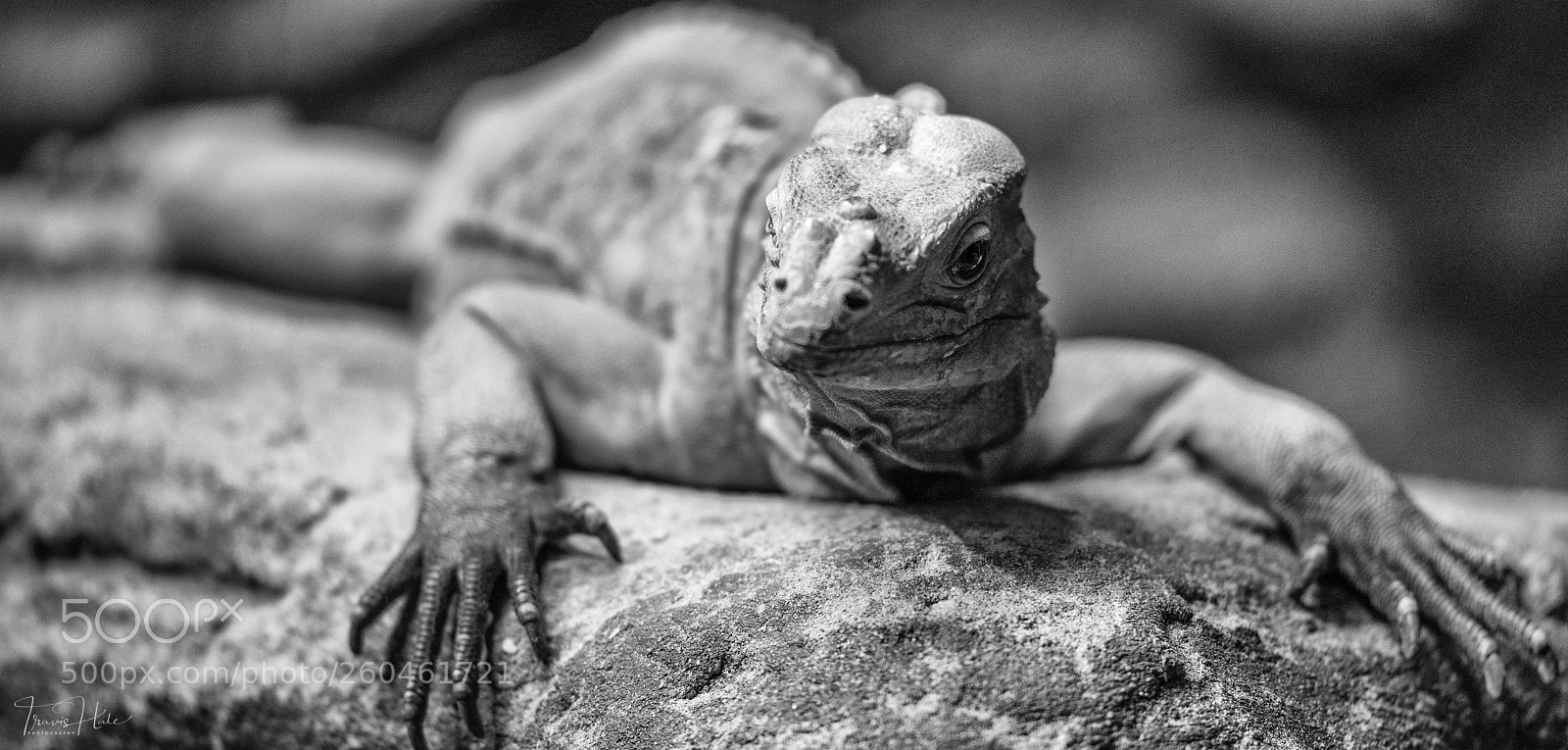 Nikon D610 sample photo. B&w lizard photography