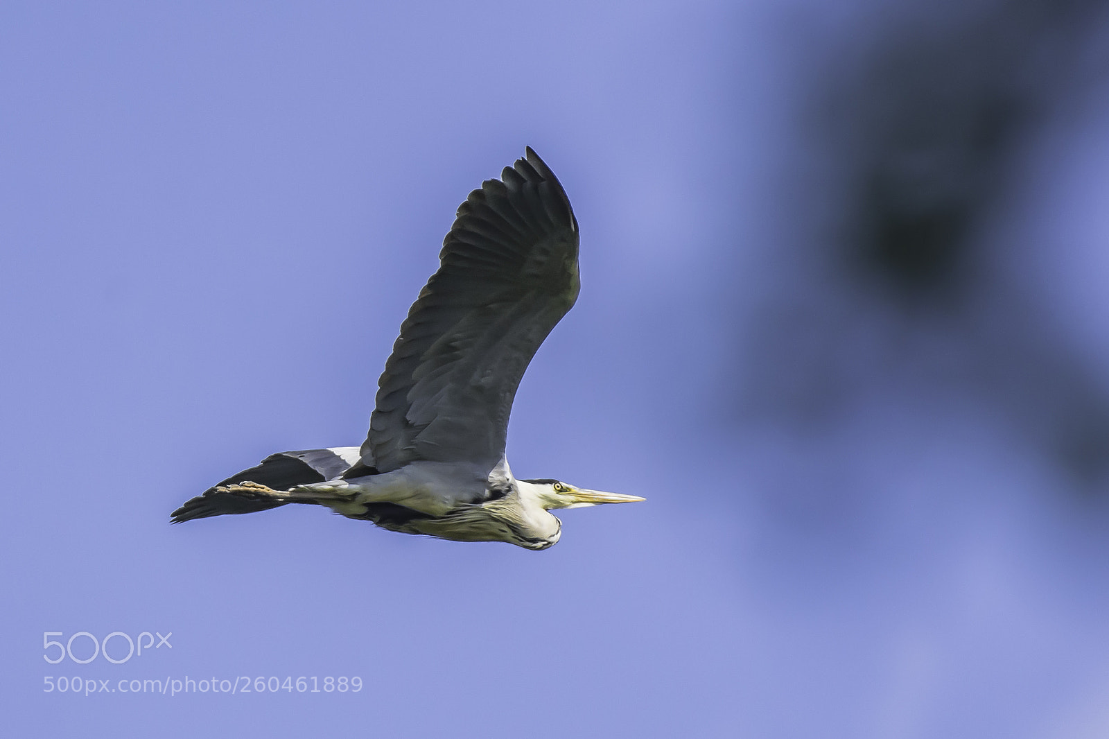 Nikon D7200 sample photo. Heron in flight photography
