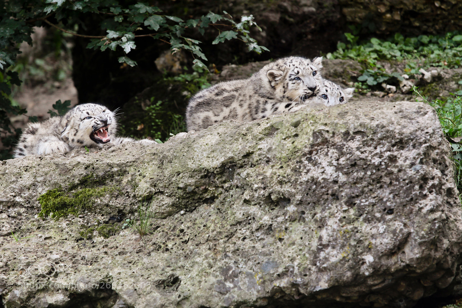 Canon EOS 50D sample photo. The vet comes photography