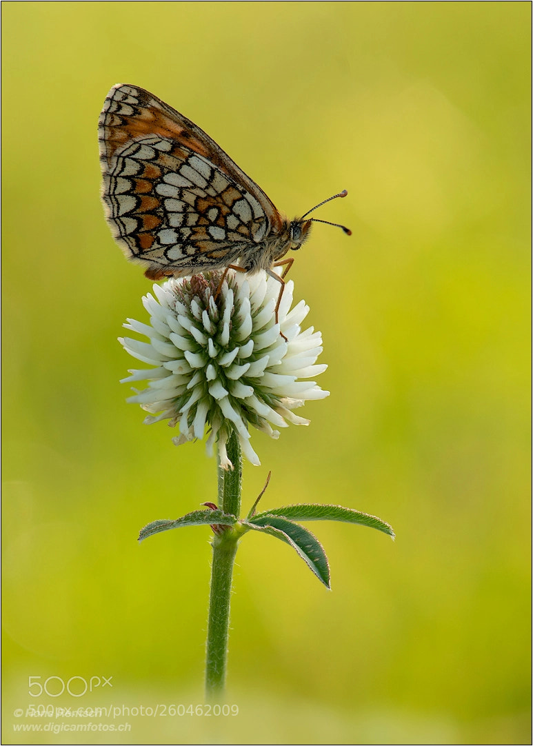 Nikon D850 sample photo. Scheckenfalter fc photography