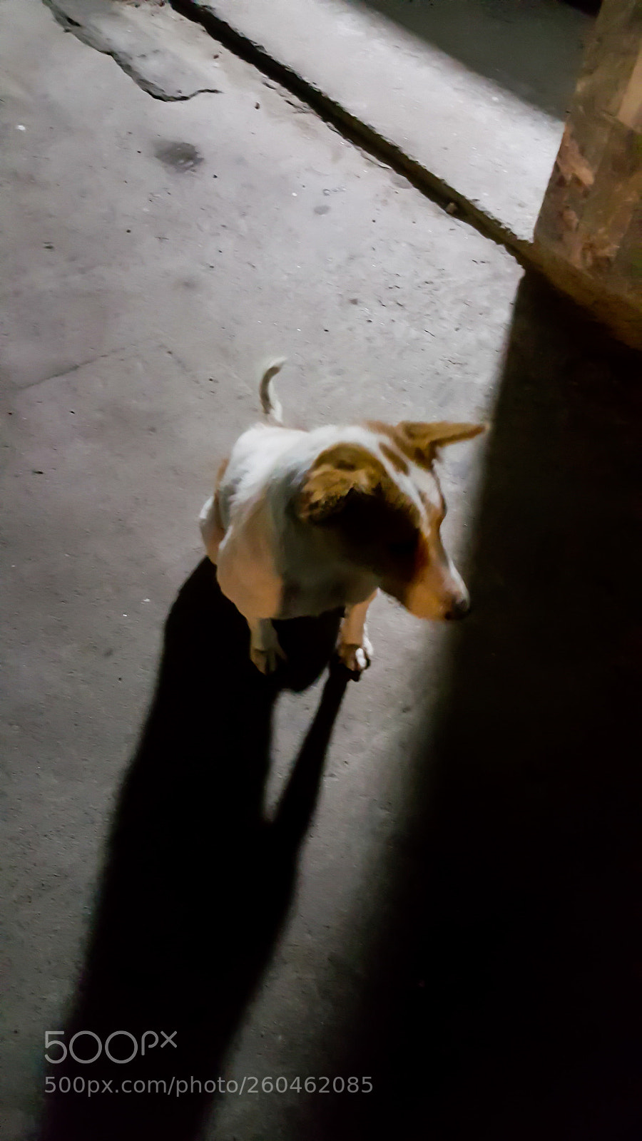Samsung Galaxy Note5 sample photo. Local dog photography
