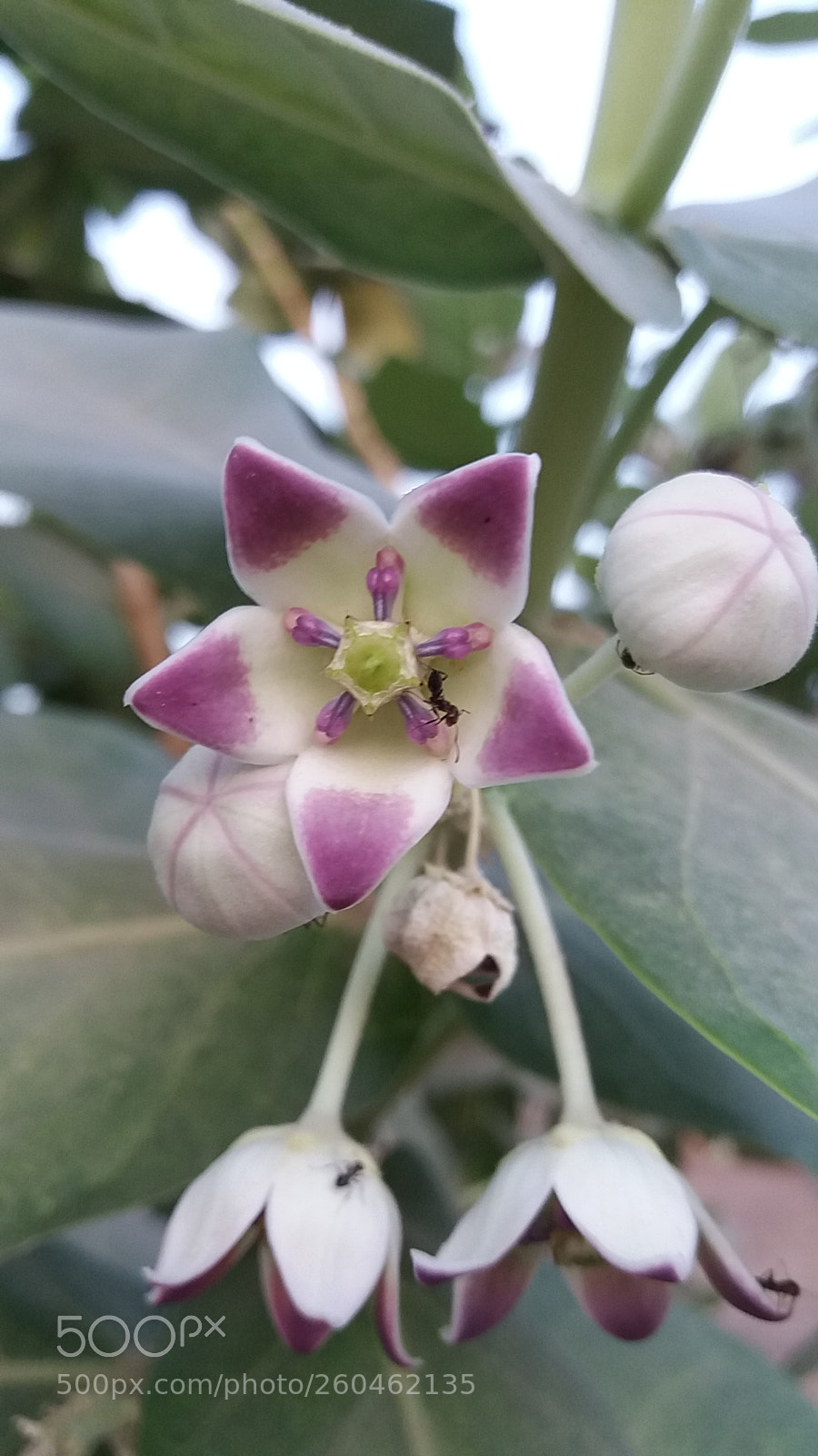 Samsung Galaxy J5 sample photo. Visitors photography