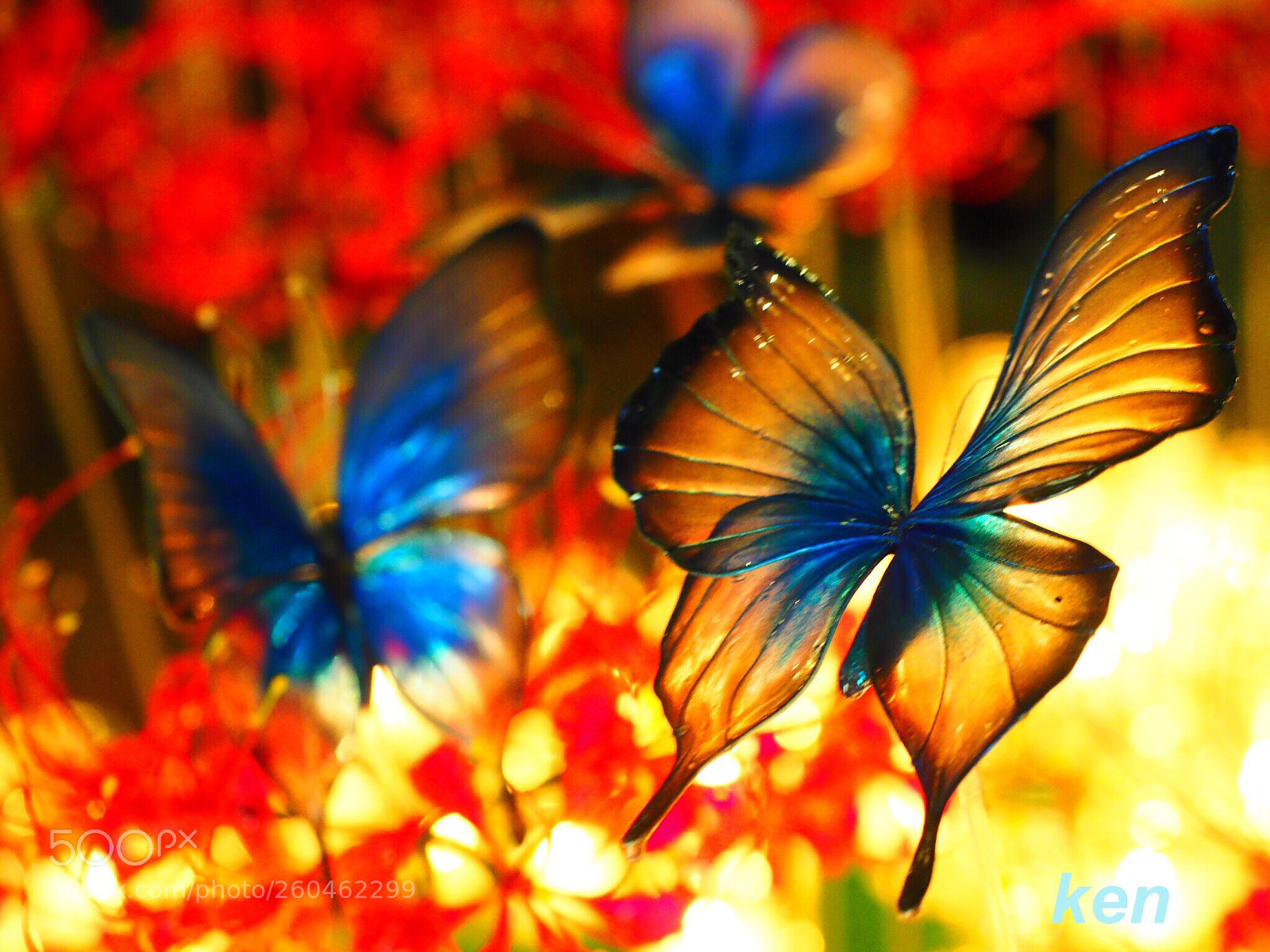 Olympus OM-D E-M5 II sample photo. Butterfly photography