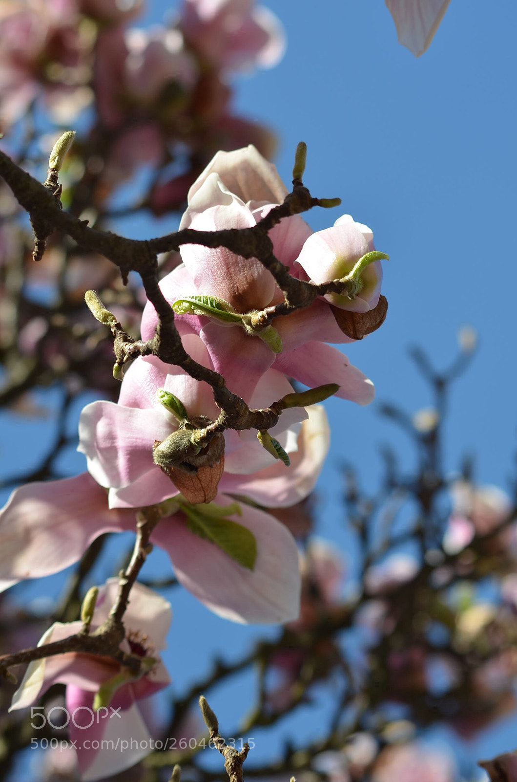 Nikon D5100 sample photo. Untitled photography