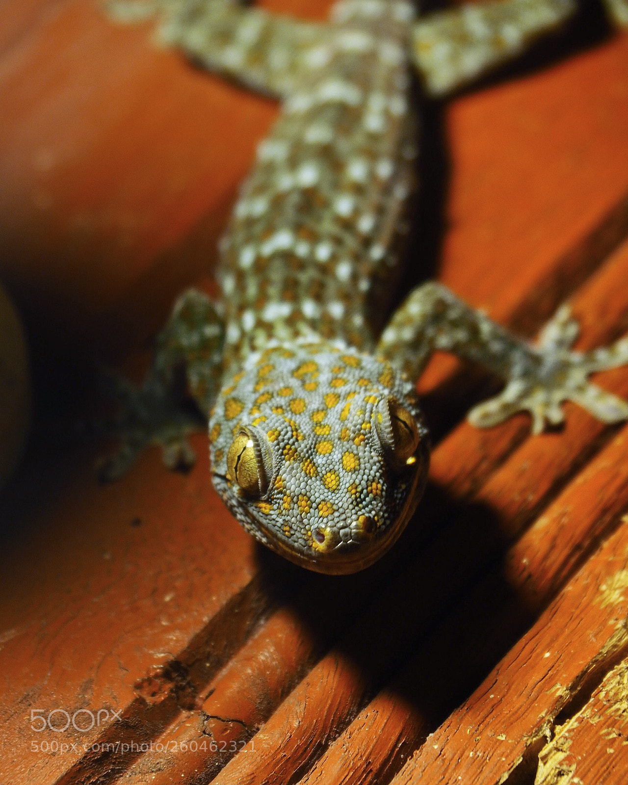 Olympus OM-D E-M10 II sample photo. Tokay lizard photography