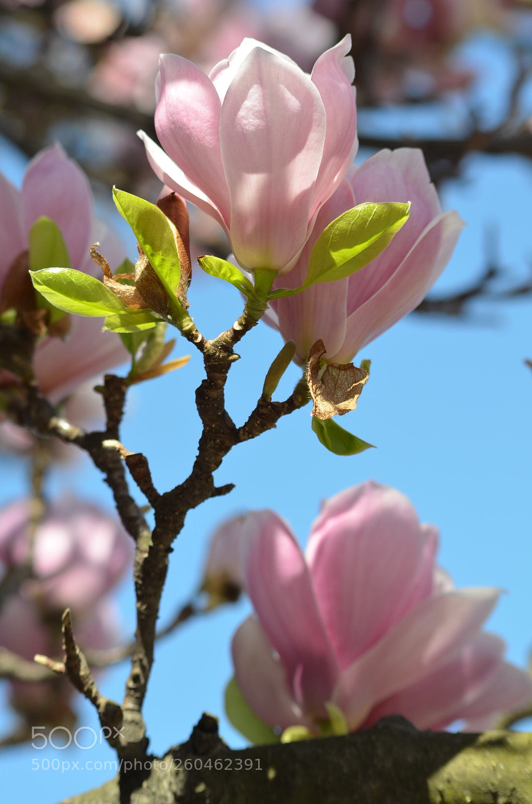 Nikon D5100 sample photo. Untitled photography