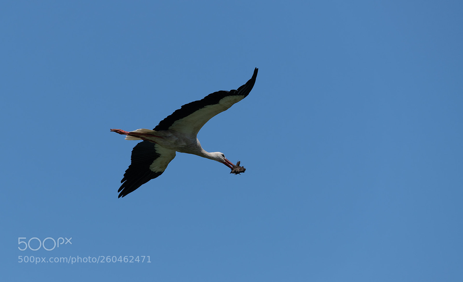 Nikon D850 sample photo. Stork photography