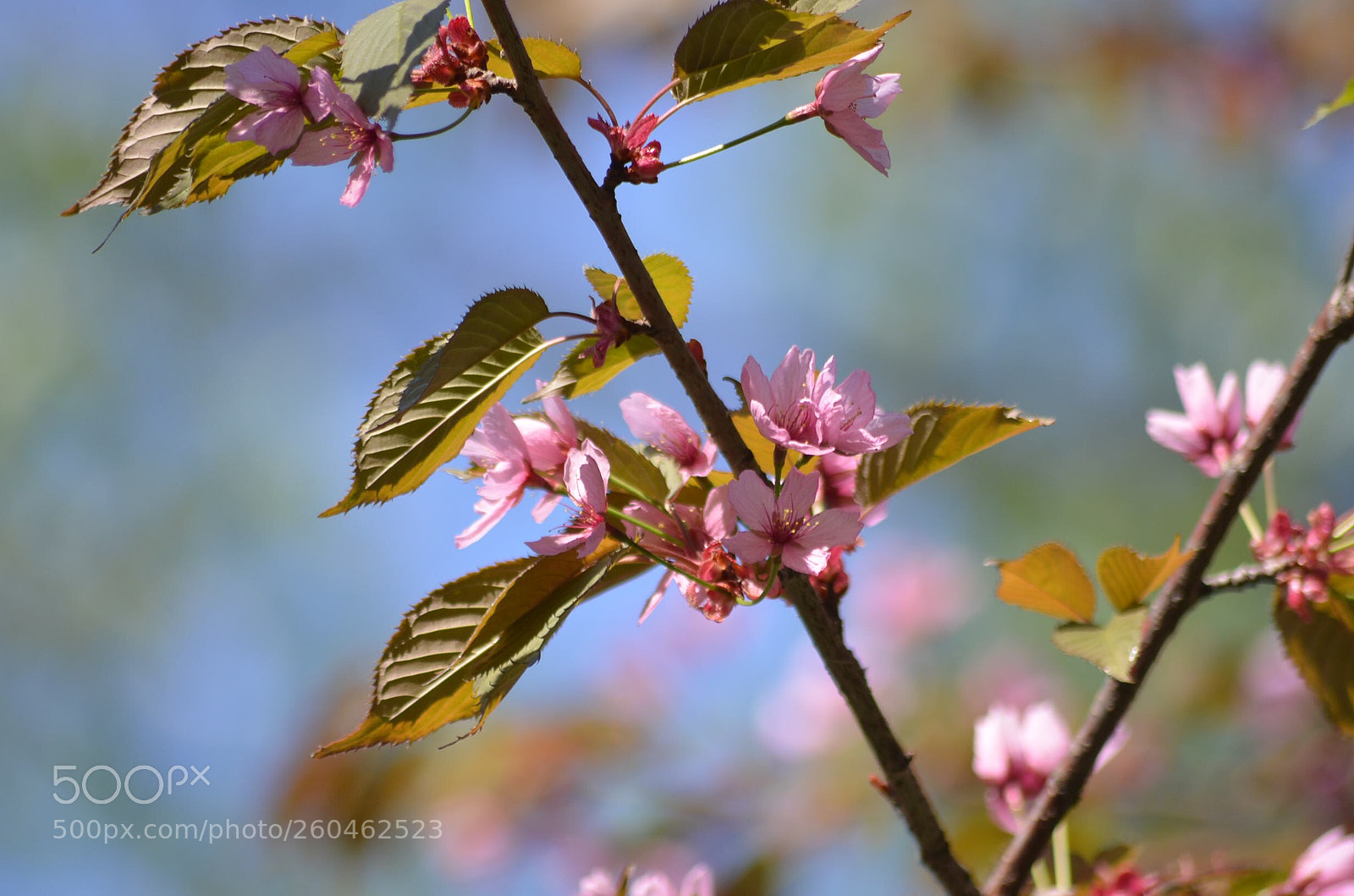Nikon D5100 sample photo. Untitled photography