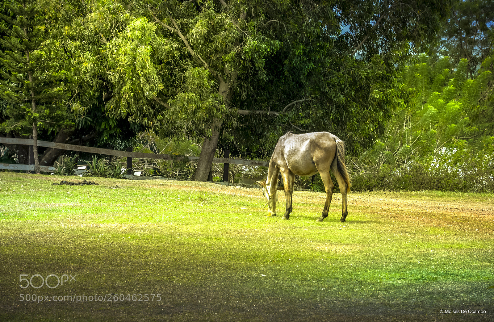 Nikon D610 sample photo. Marlboro country photography
