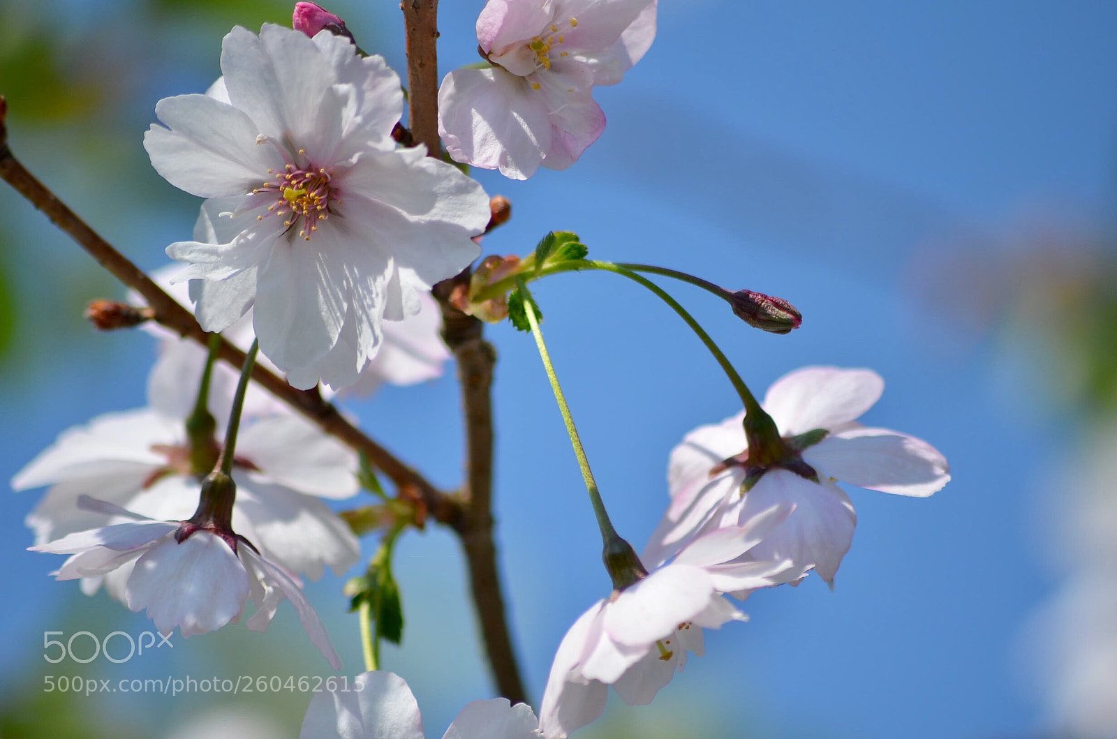 Nikon D5100 sample photo. Untitled photography