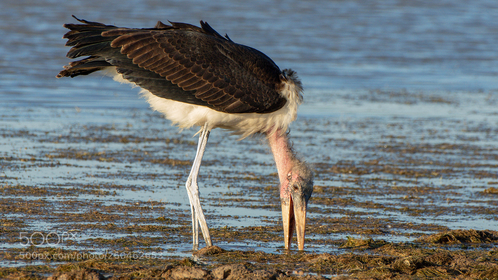 Pentax K-3 II sample photo. Marabu, etosha photography