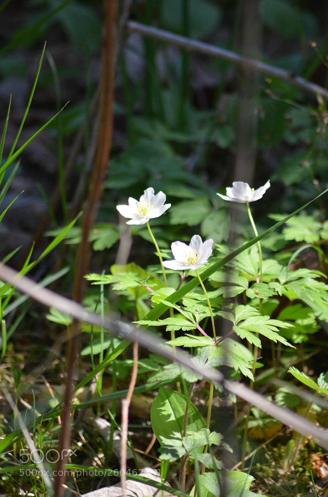 Nikon D5100 sample photo. Untitled photography