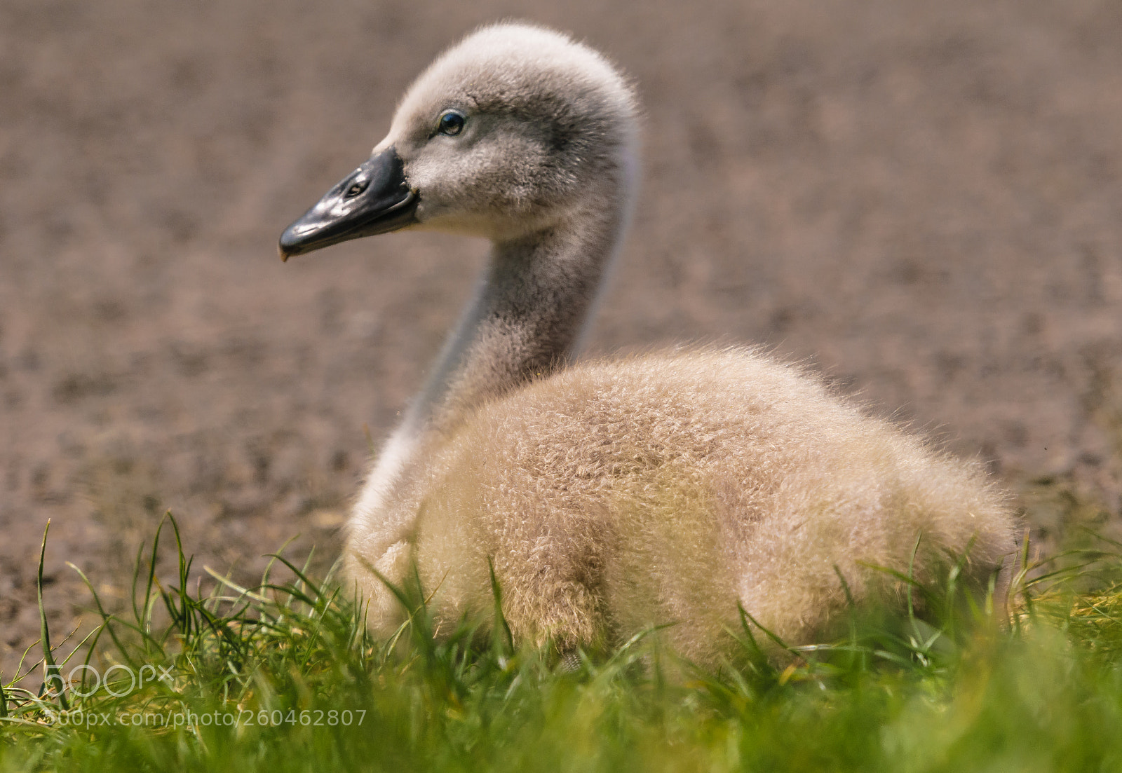 Nikon D5300 sample photo. " the ugly duckling" photography