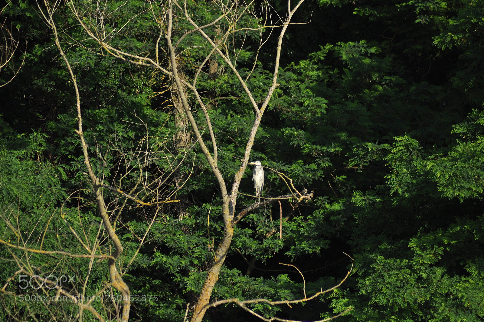 Nikon D5000 sample photo. 001.jpg photography
