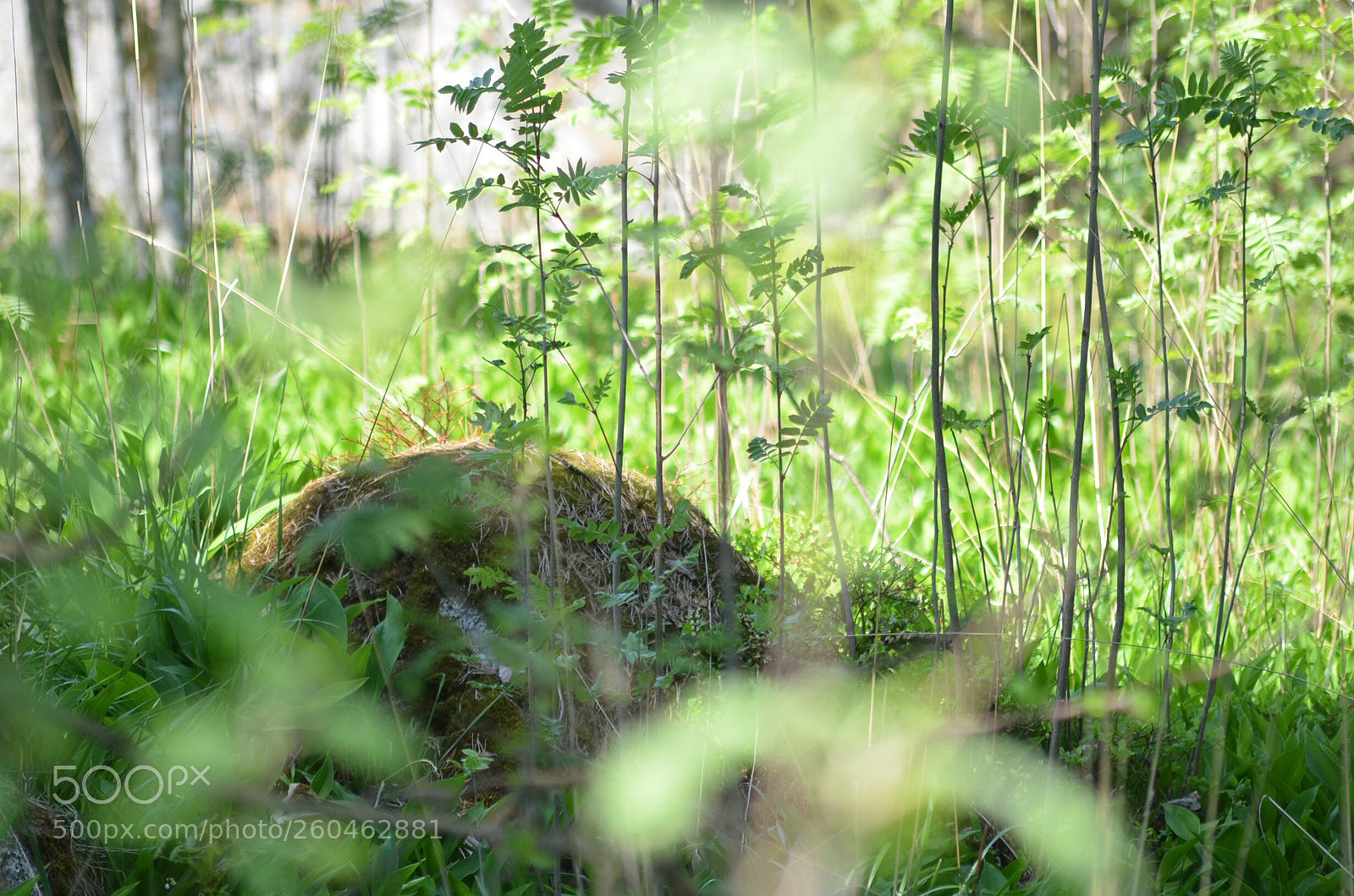 Nikon D5100 sample photo. Untitled photography