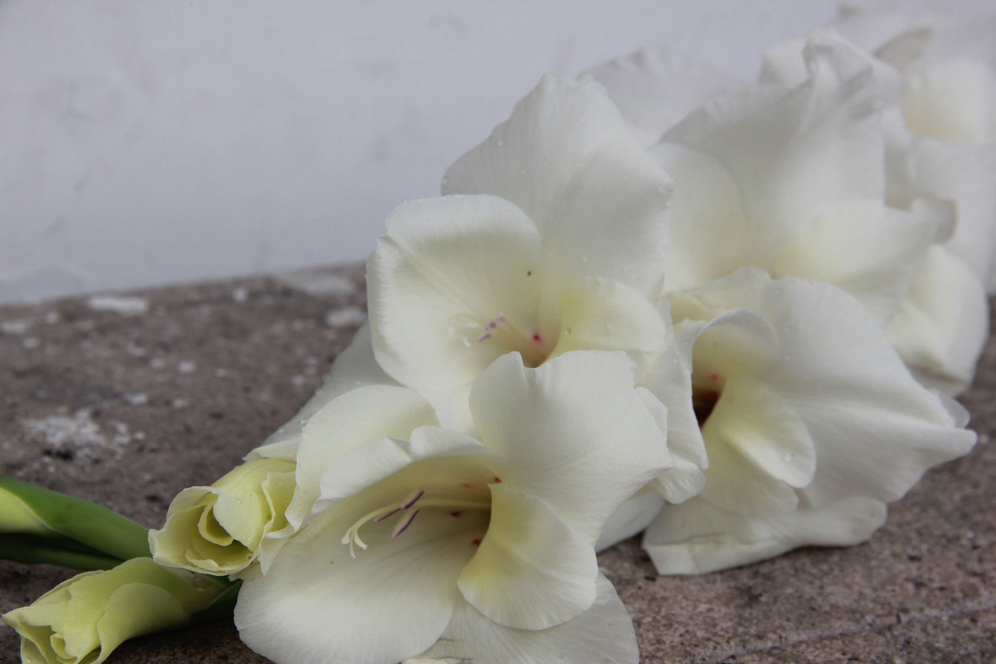 Canon EOS 550D (EOS Rebel T2i / EOS Kiss X4) sample photo. Flor photography