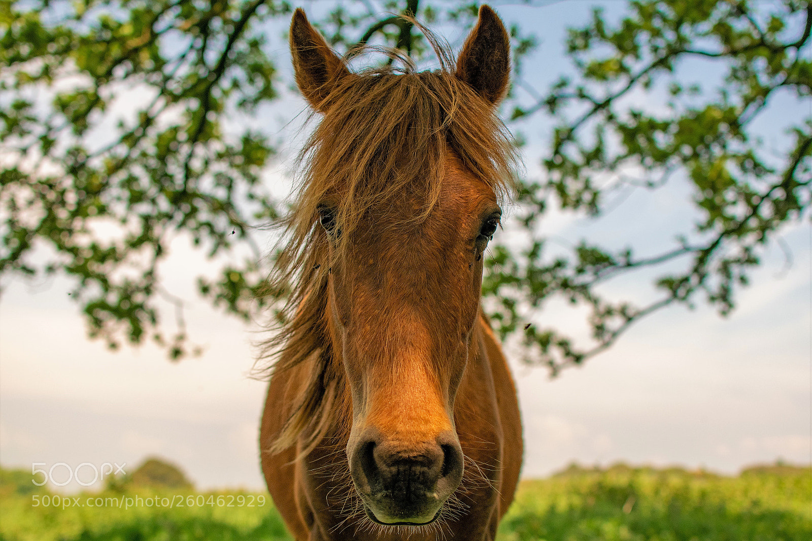 Nikon D3300 sample photo. Portrait of a friendly photography