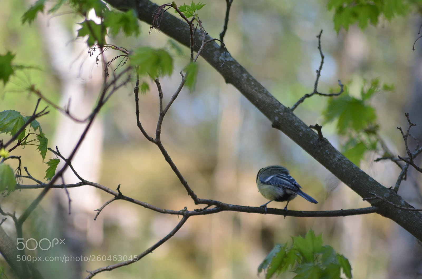 Nikon D5100 sample photo. Untitled photography