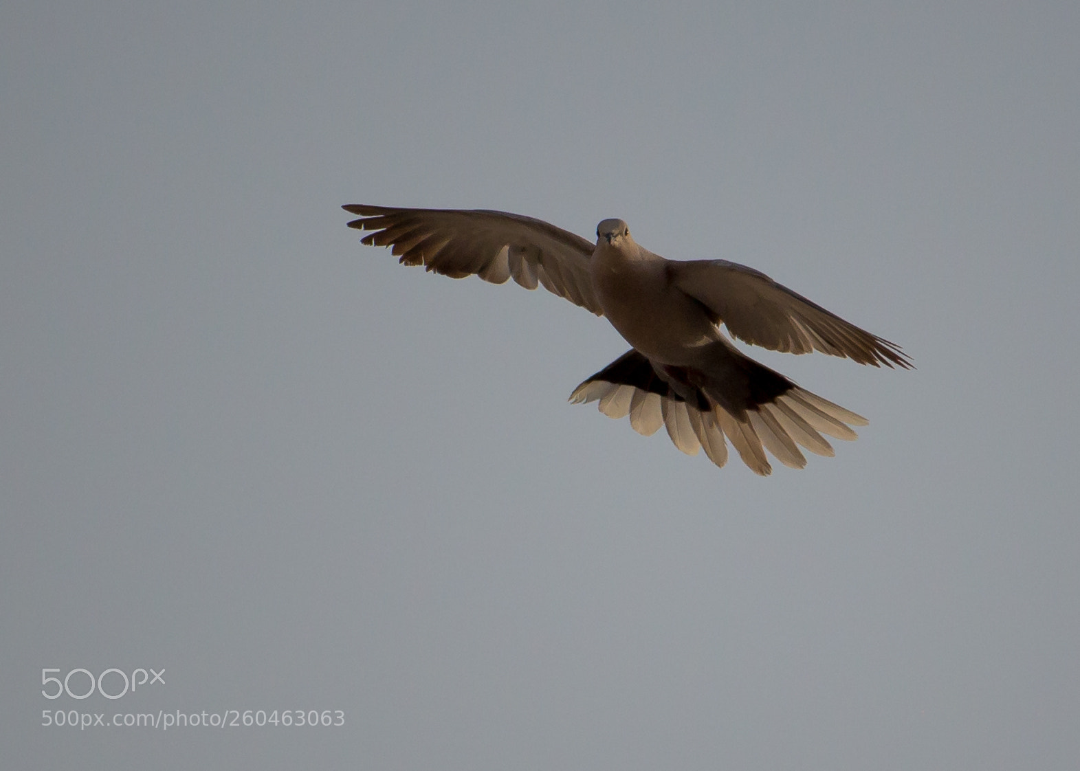 Canon EOS 700D (EOS Rebel T5i / EOS Kiss X7i) sample photo. Face to face photography