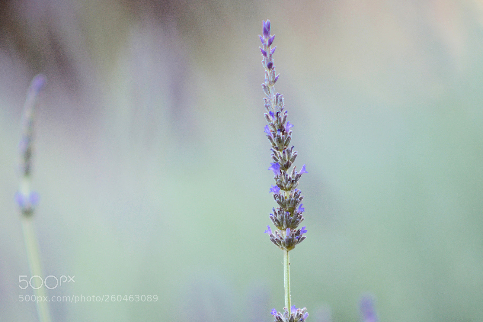 Nikon D7100 sample photo. Colors calling the summer photography