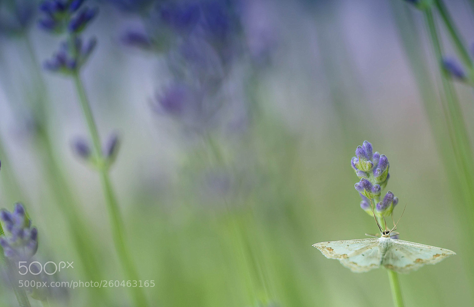Sony a7R II sample photo. Small, white butterfly photography
