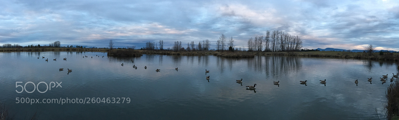 Apple iPhone 6s sample photo. Resting geese photography