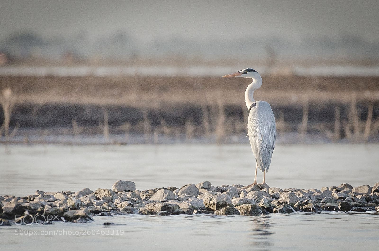 Nikon D5100 sample photo. The heroic heron photography