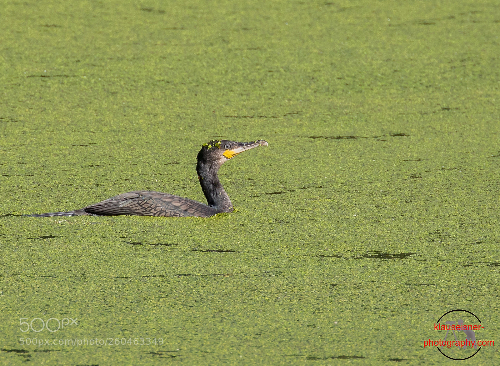 Canon EOS 5D Mark IV sample photo. Green lake photography