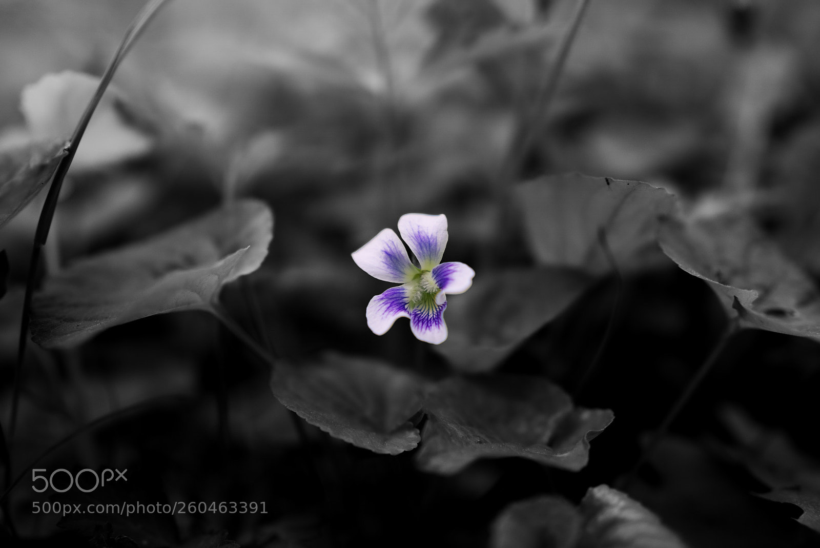 Sony a6000 sample photo. Purple flower photography