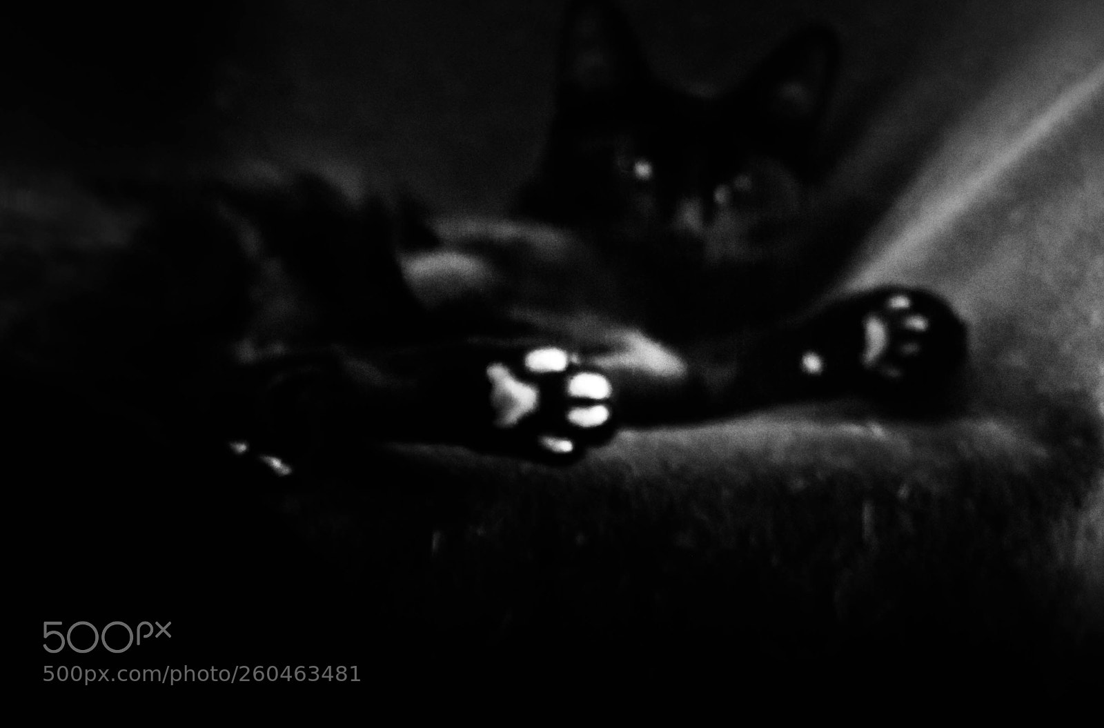 Canon EOS 500D (EOS Rebel T1i / EOS Kiss X3) sample photo. Black cat photography