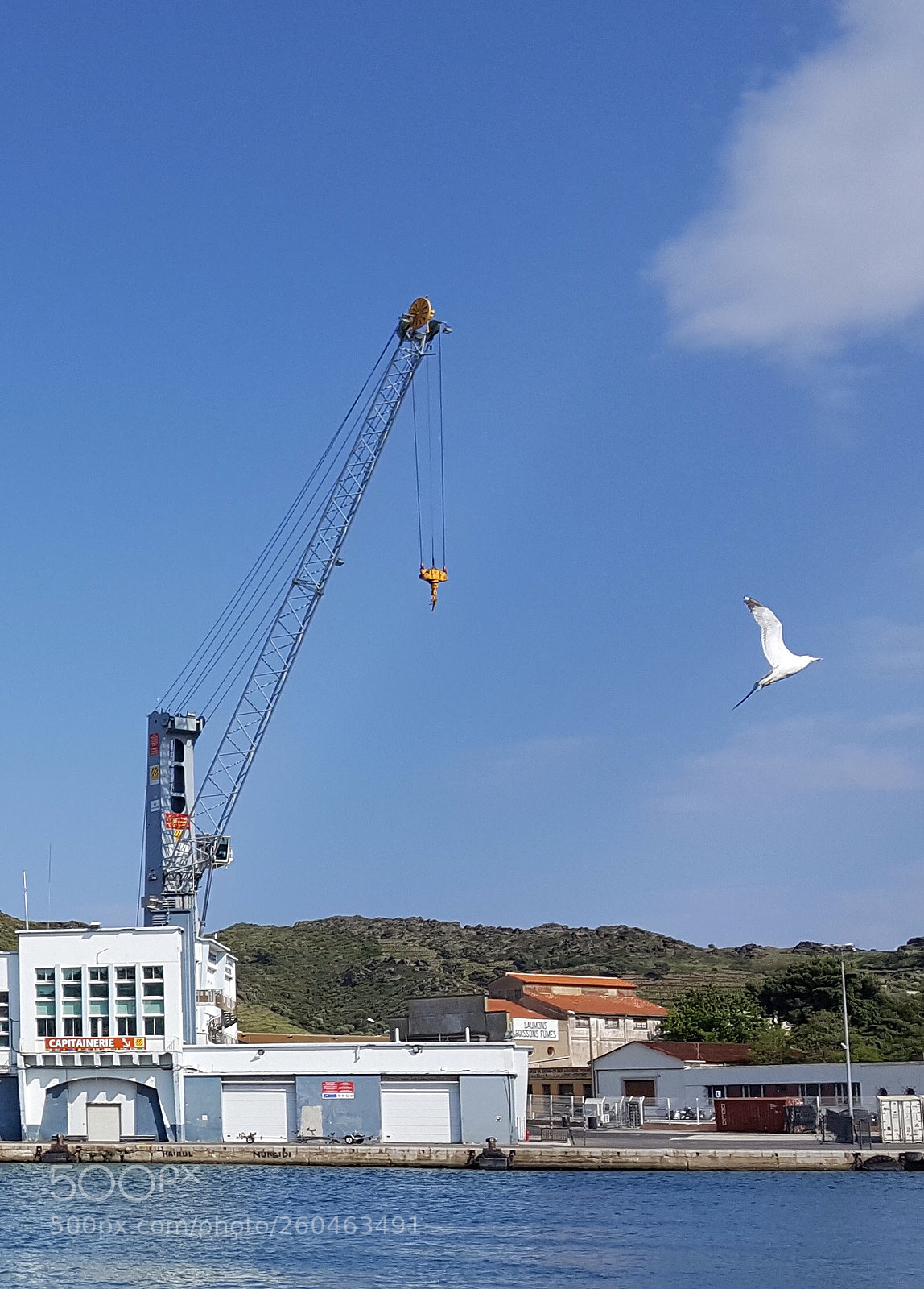 Samsung Galaxy S6 sample photo. Of cranes and gulls photography