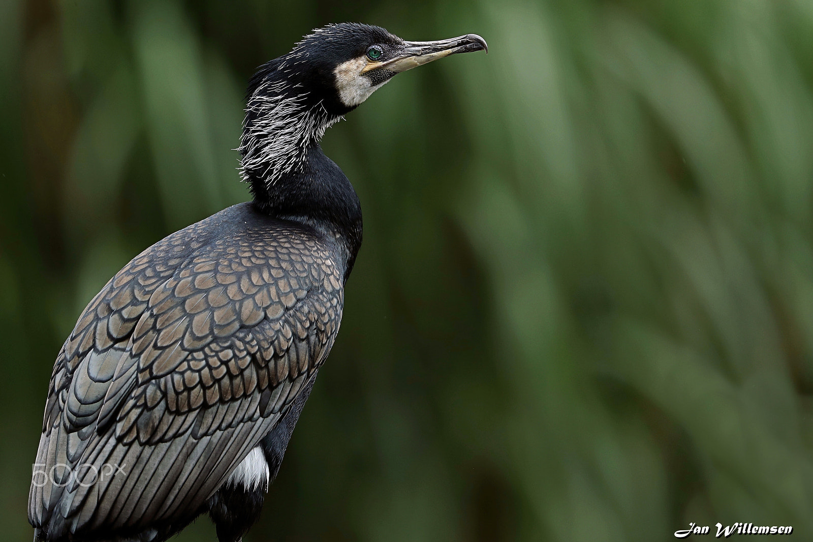 Canon EOS-1D X Mark II + Canon EF 300mm F2.8L IS II USM sample photo. Cormorant photography