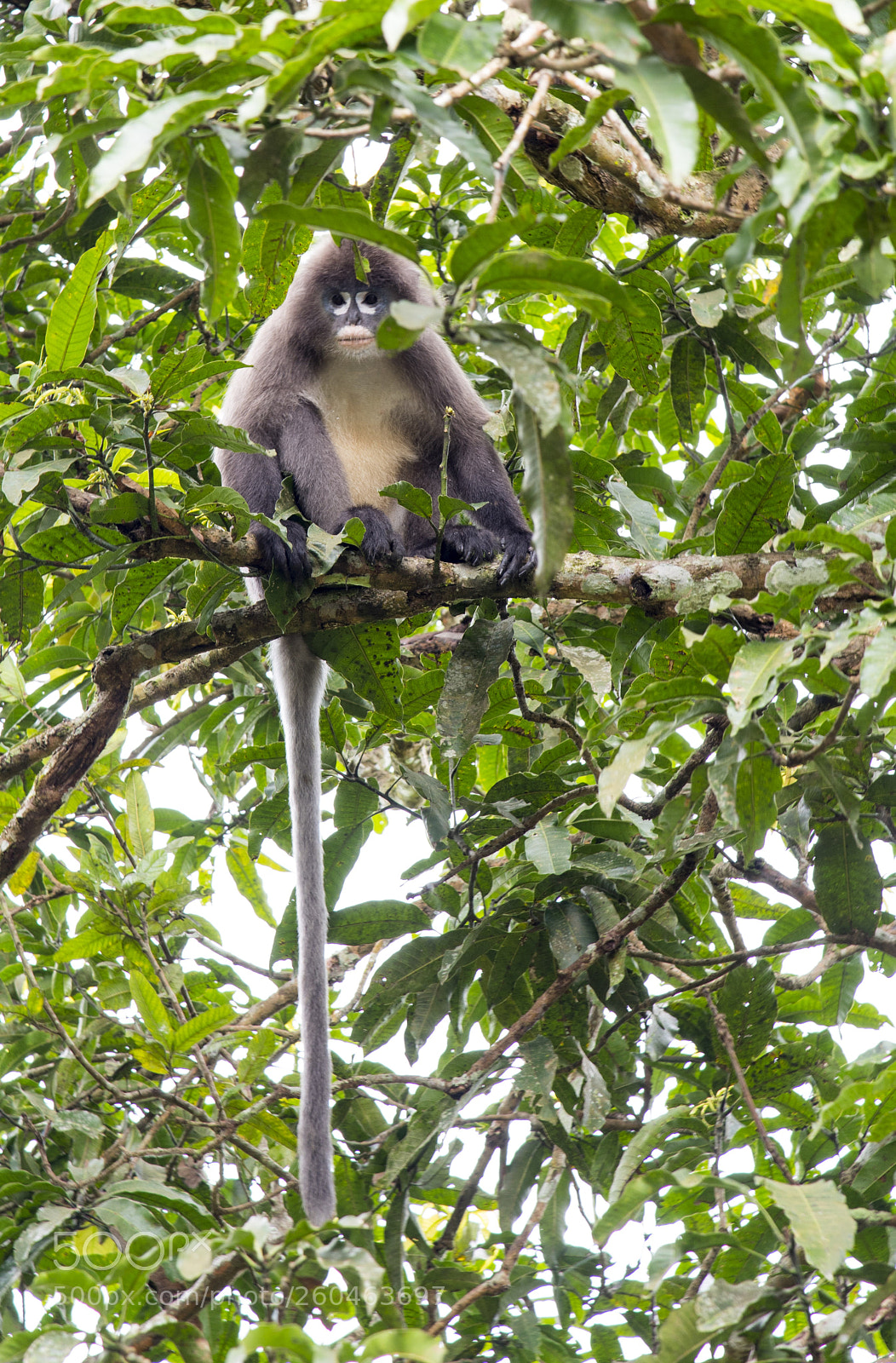 Nikon D750 sample photo. Phayre's leaf monkey trachypithecus photography
