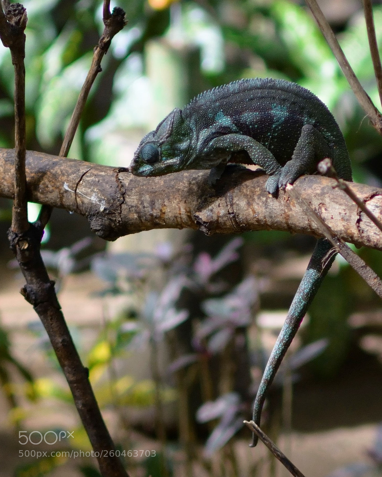 Nikon D5200 + Nikon AF-S DX Nikkor 35mm F1.8G sample photo. Colours of a chameleon photography