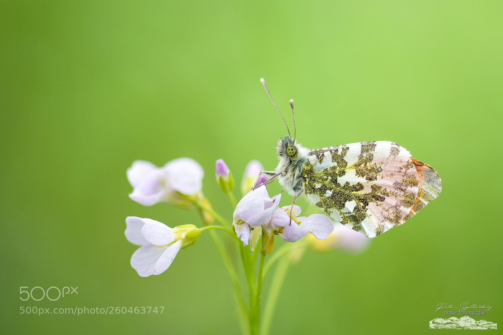 Canon EOS 5D Mark IV sample photo. -tiny aurora- photography