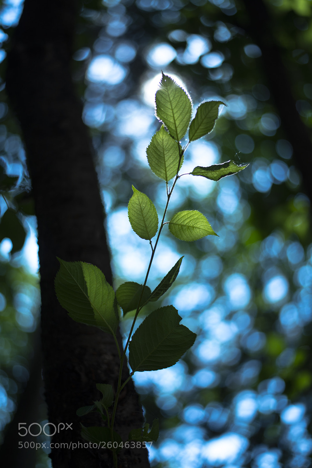Nikon D810 sample photo. In a world   no.19 photography