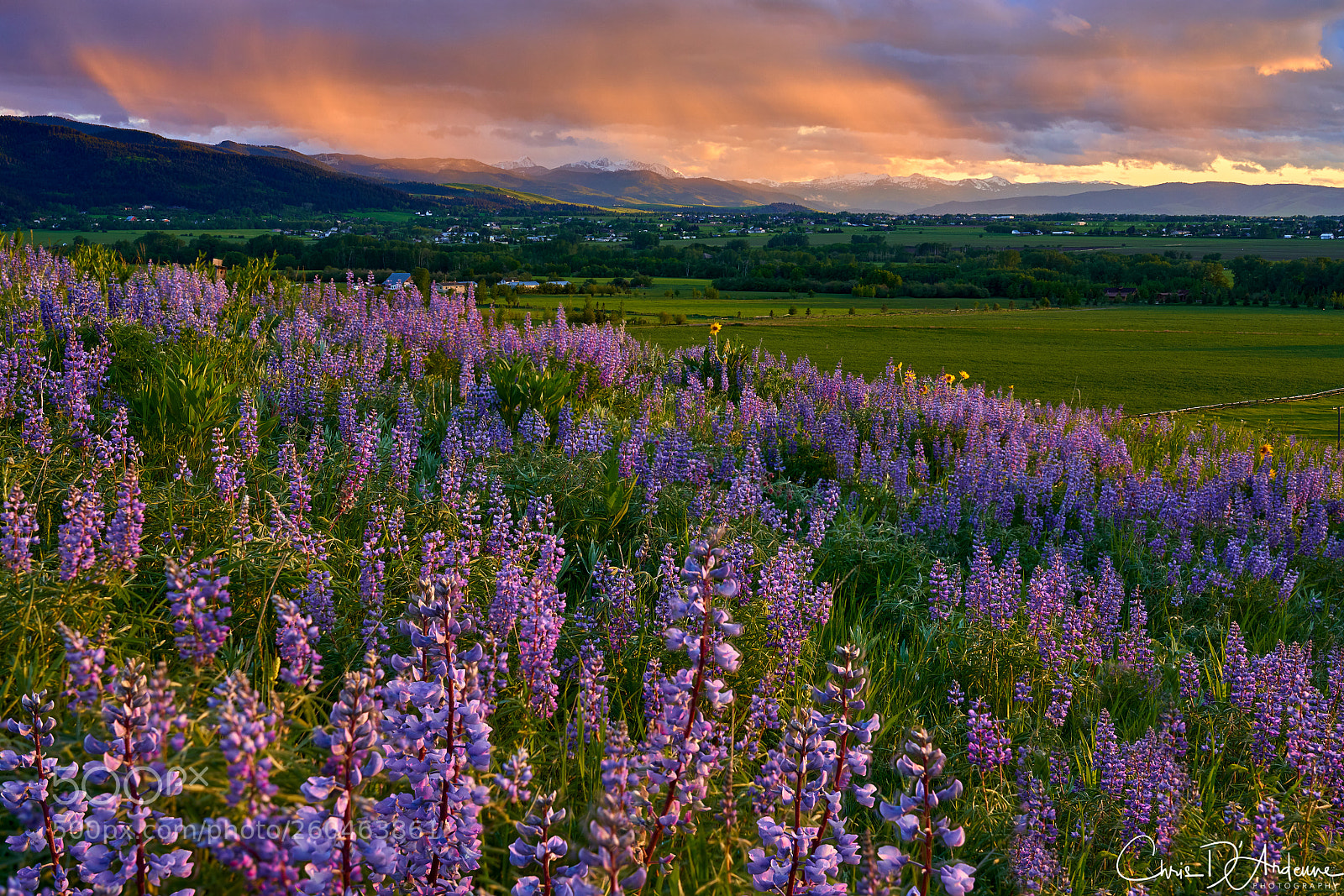 Sony a7R III sample photo. Montana's spring bloom photography