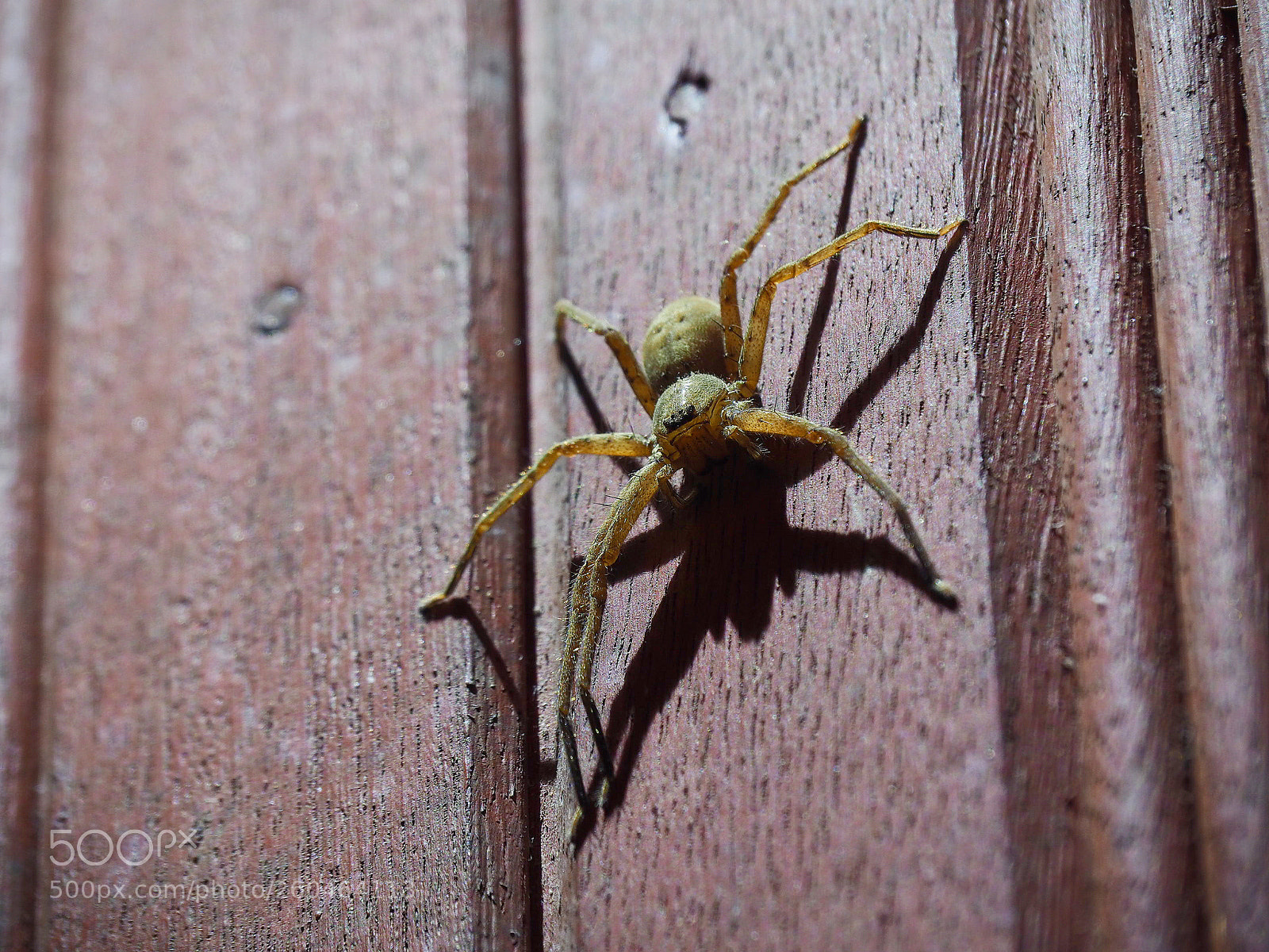 Olympus OM-D E-M10 II sample photo. Friendly house spider photography