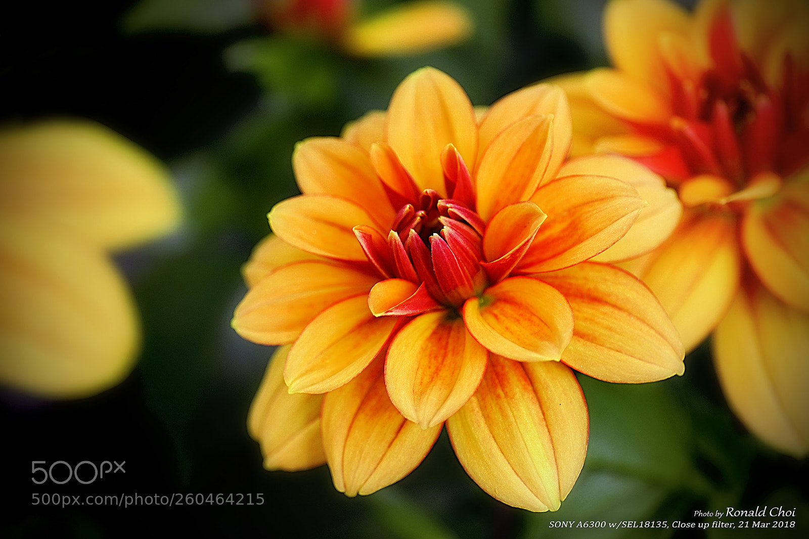 Sony a6300 sample photo. Flower photography