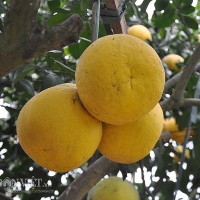 Nikon D90 sample photo. Buoi dien photography