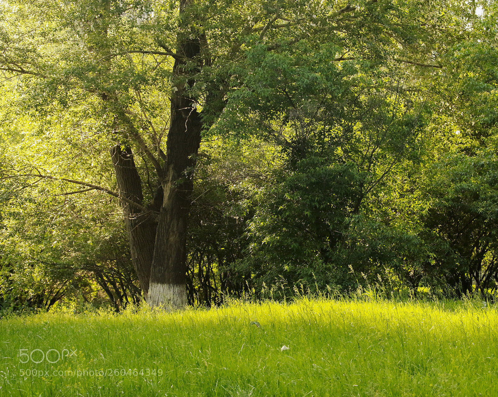 Canon EOS 70D sample photo. Summer green photography
