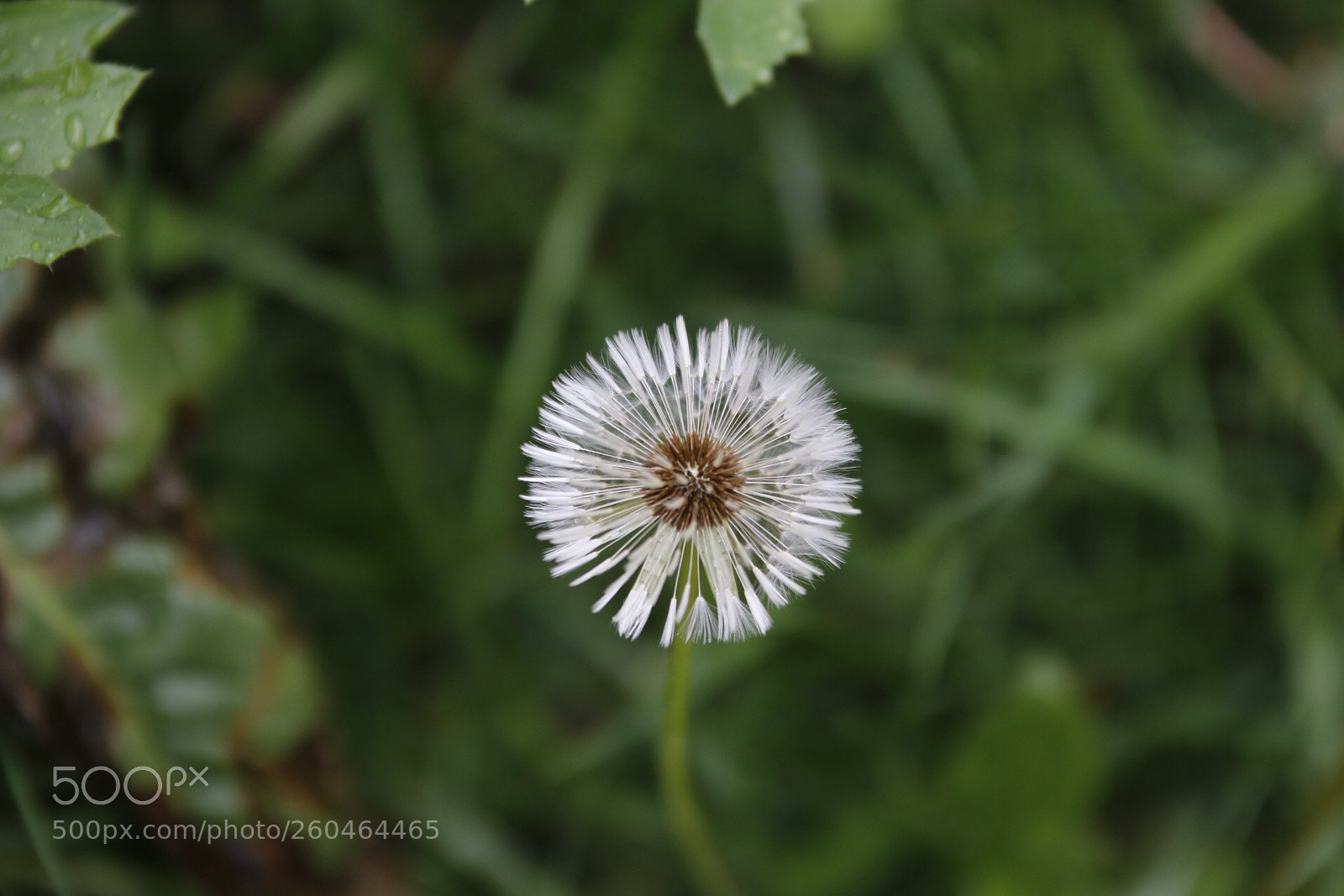 Canon EOS 70D sample photo. Details  photography