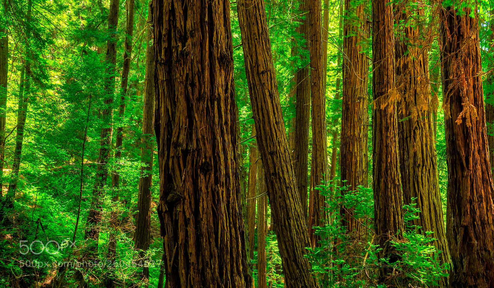 Pentax K-3 II sample photo. Muir woods photography