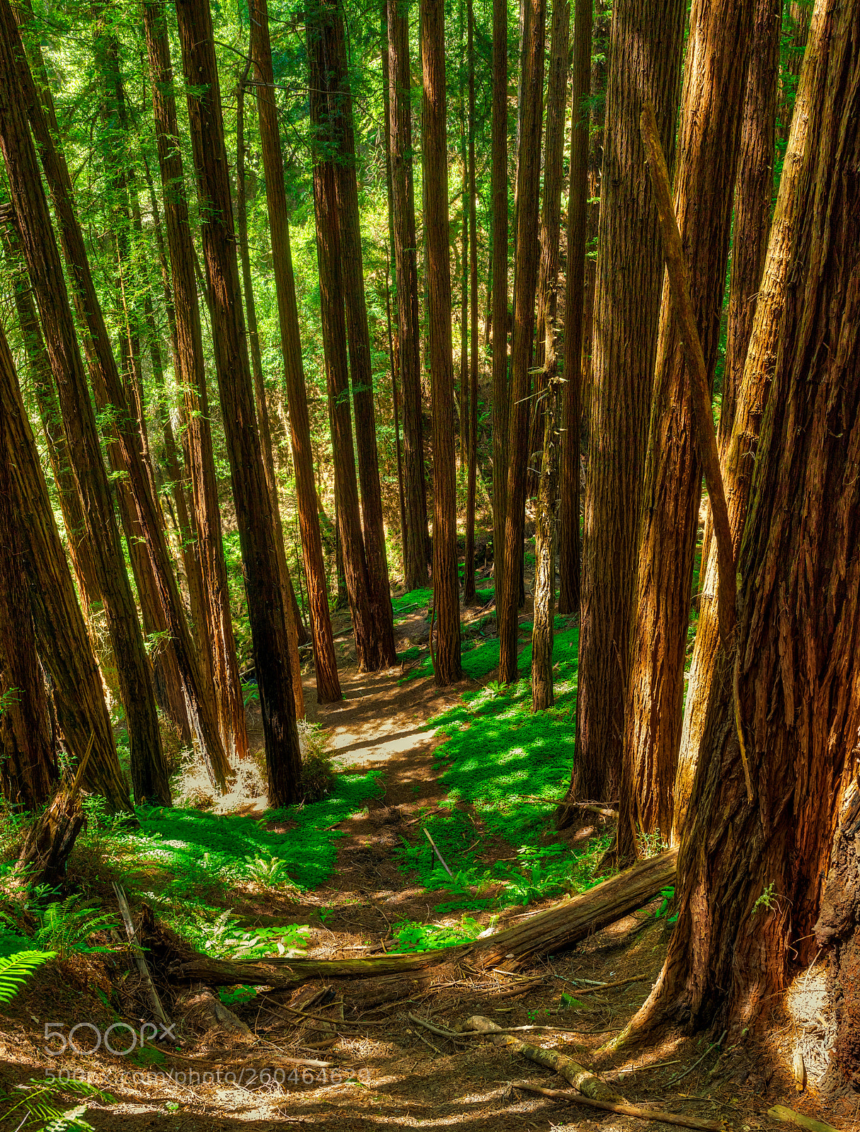 Pentax K-3 II sample photo. Muir woods photography