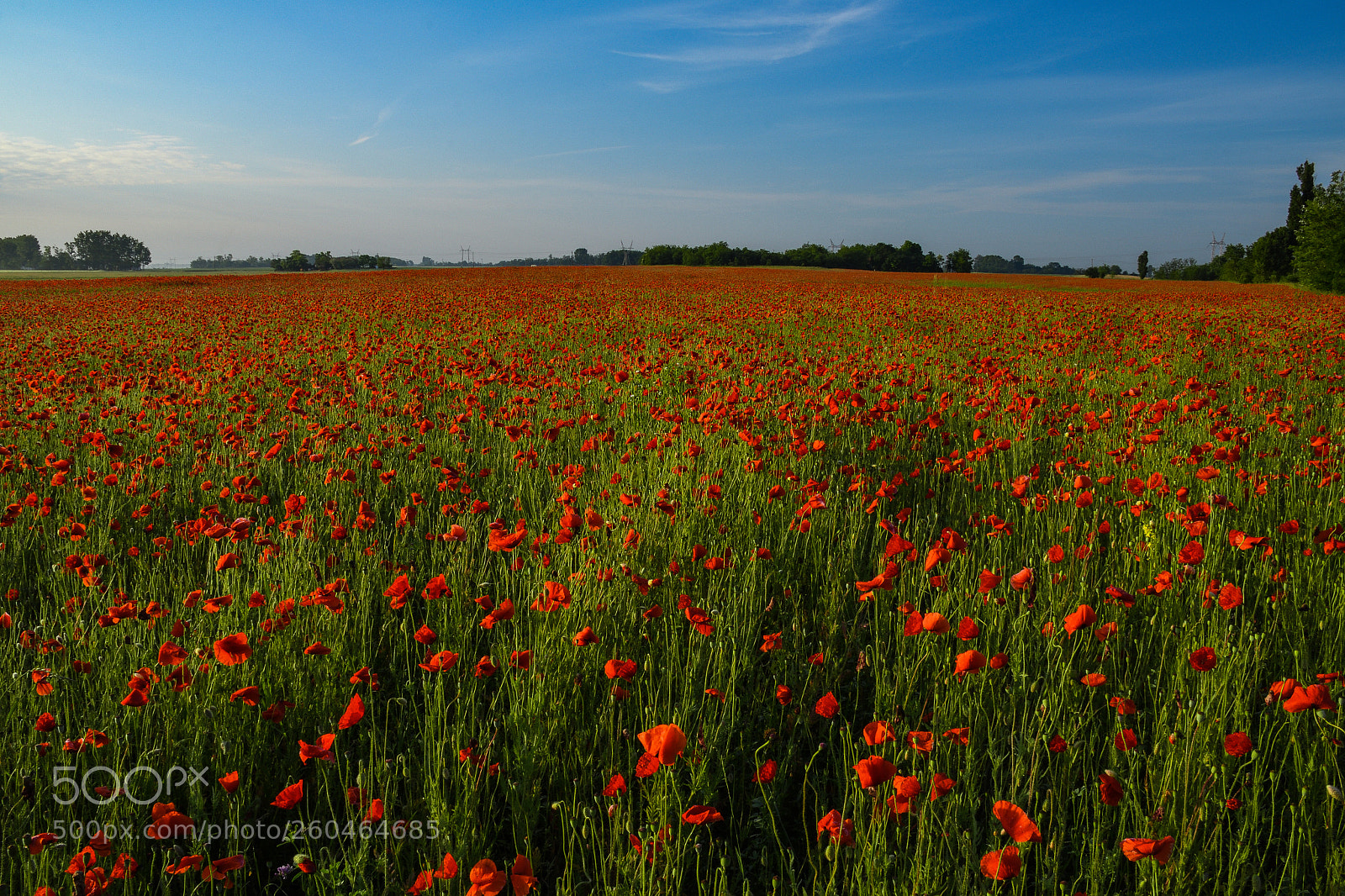 Nikon D7500 sample photo. Poppy field photography