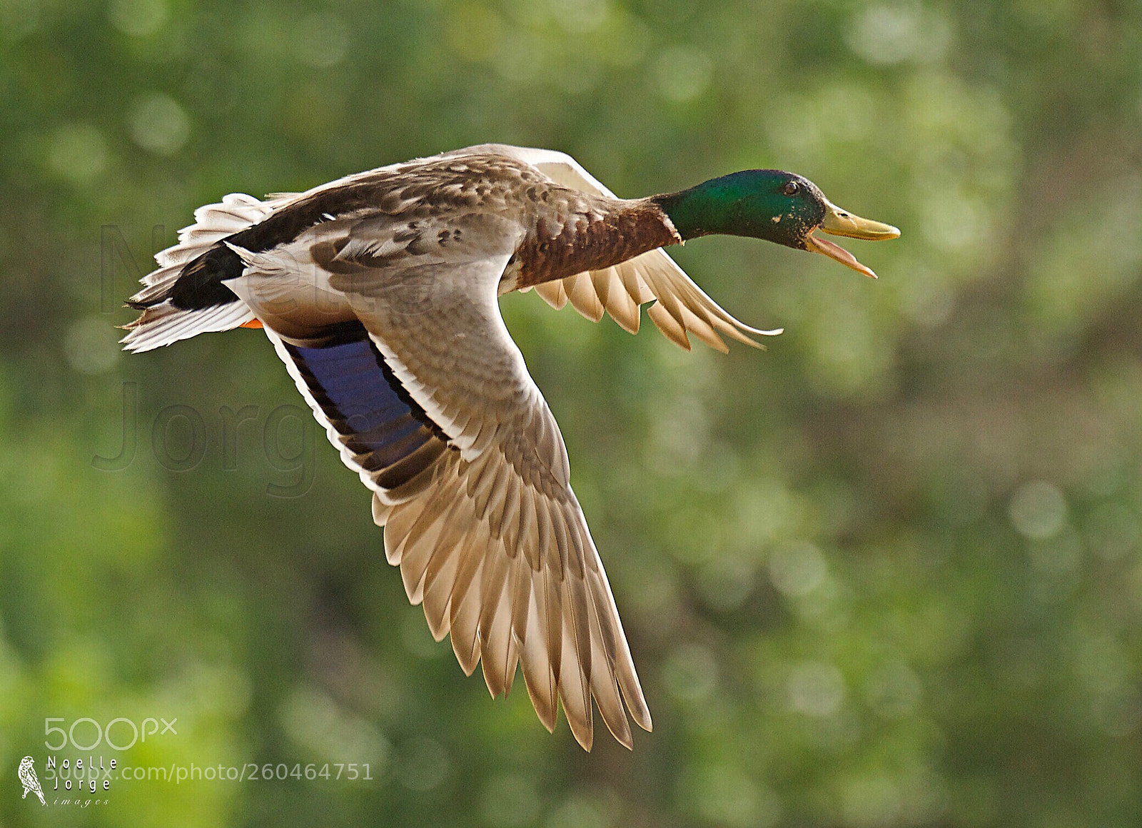 Nikon D500 sample photo. Joyful flyer photography