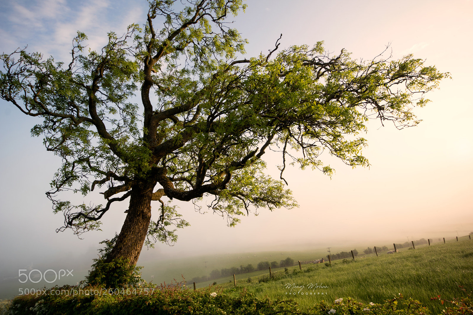 Sony ILCA-77M2 sample photo. Tree in morning mist photography