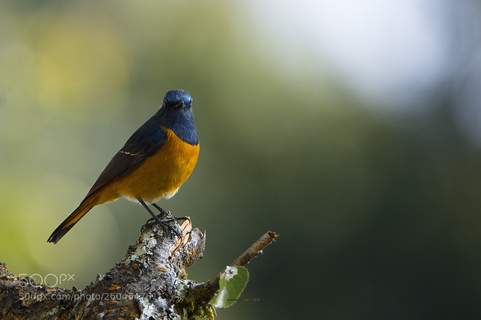 Nikon D7200 sample photo. Blue fronted redstart photography